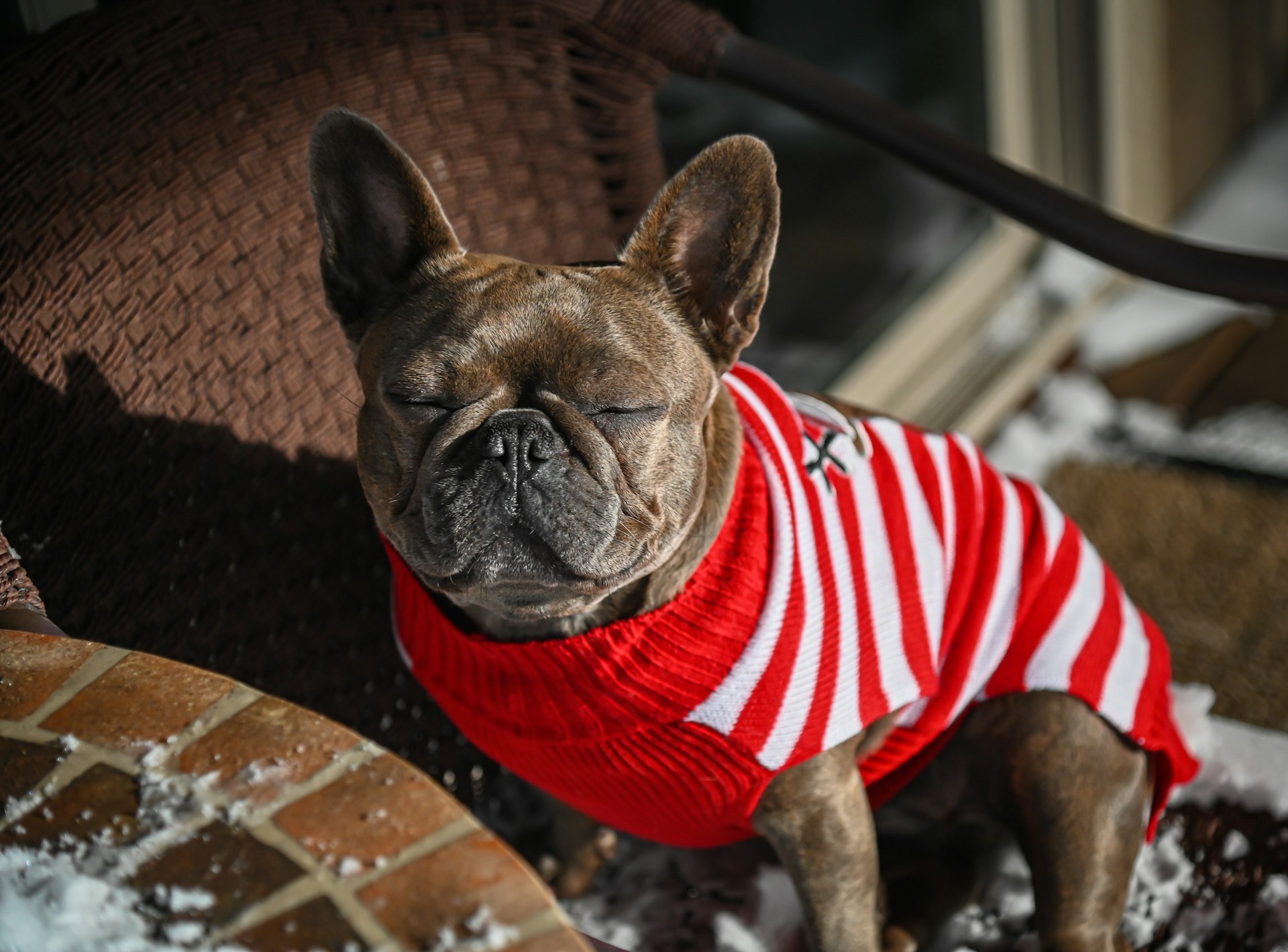 a dog wearing a red and white striped shirt